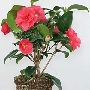 GreenCaart Camellia Flower Live Plant for Home Garden Roof Top Healthy Plant (B0BN24LY8S) Amazon Price History, Amazon Price Tracker