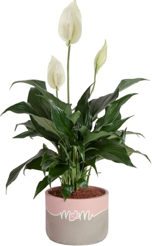 Costa Farms Peace Lily Live Plant, 15-Inches Tall, Indoor Houseplant with White Flowers in 6-Inch Cute Decor Plant Pot, Unique Gift for Mom, Office, Home, Room Decor