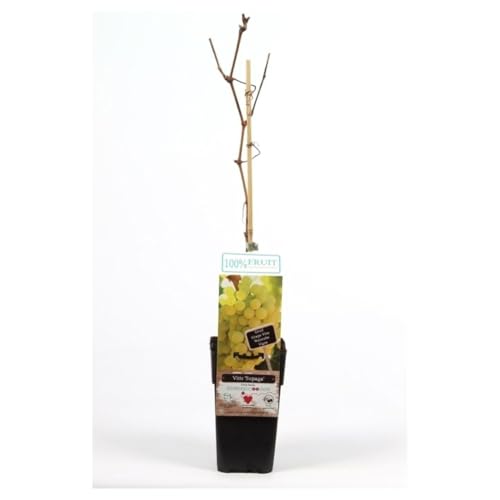 Image of Fruit Vitis (Grape) Supaga - Hardy Latvian Variety | Large Clusters of Juicy, Light Green Grapes | Ideal for Fresh Eating or Wine-Making | Vigorous Garden Vine - 2X 15cm Pot by Thompson & Morgan