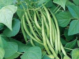 Image of LIVE GREEN French Beans Organic F1 Hybrid Seeds (LG-SSED120)