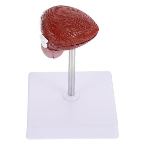 Modèle de vessie humaine en plastique marron léger et portable