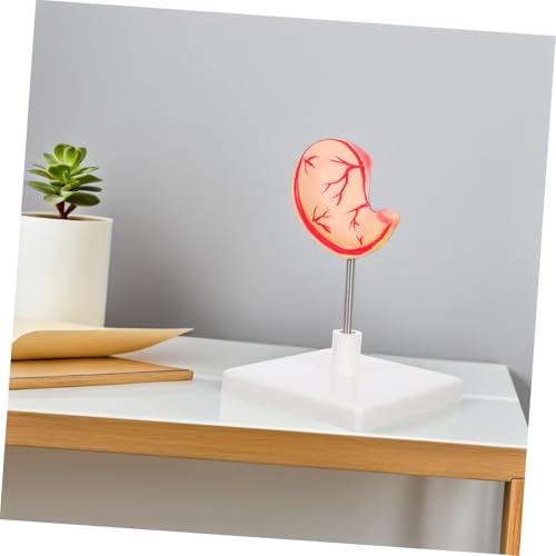 Modèle anatomique de estomac humain pour cours de sciences et démonstrations médicales - 3