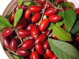 New Fresh 100pcs Miracle Fruit Seeds Generic