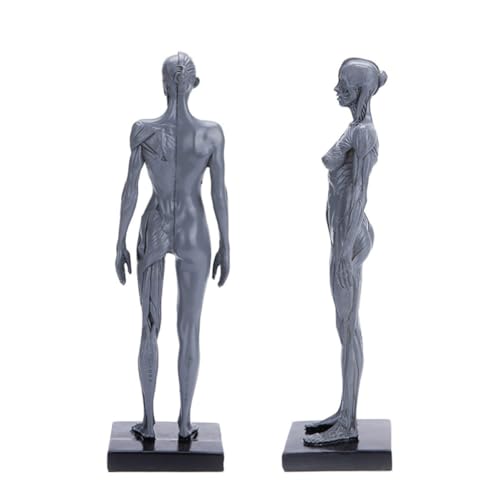 Modèle anatomique en résine accessoire éducatif musculaire réaliste polyvalent