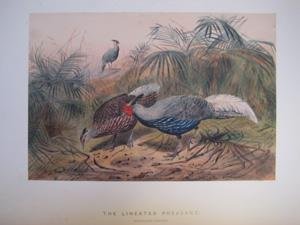 The Lineated Pheasant