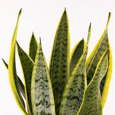 LittleJungle Sansevieria Laurentii - Live Plant with 5.5 Inches Grey Decor Pot | Indoor Plant For Home | Snake Plant | Live Plants Indoor | Live Plant With Pot For Home Decor |