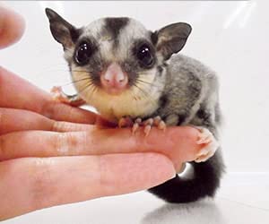 Amazon.co.jp: モモンガ テント (フクロモモンガのおしゃれな寝袋