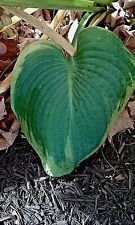 Tranquillità Hosta Seeds - Hardy-pettine S/H -See mio deposito per più HOSTA!