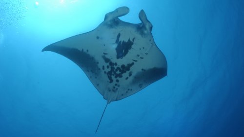 Image of Nat Geo Challenge! Wild Life