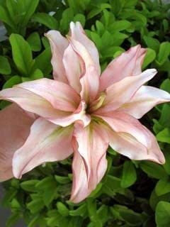 Ritz Farming� Flower bulb Oriental Lily duble patel Imported Flower bulb For Home & Garden Pack of 1 bulb (B0B615CNP4) Amazon Price History, Amazon Price Tracker