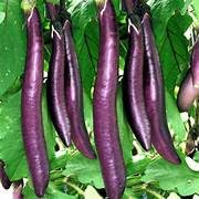 LiveNature Vegetable Seeds | Long Brinjal/Baigan Seeds | Best For Home & Kitchen Gardening - 500 Seeds (B0D3Y58H2D) Amazon Price History, Amazon Price Tracker