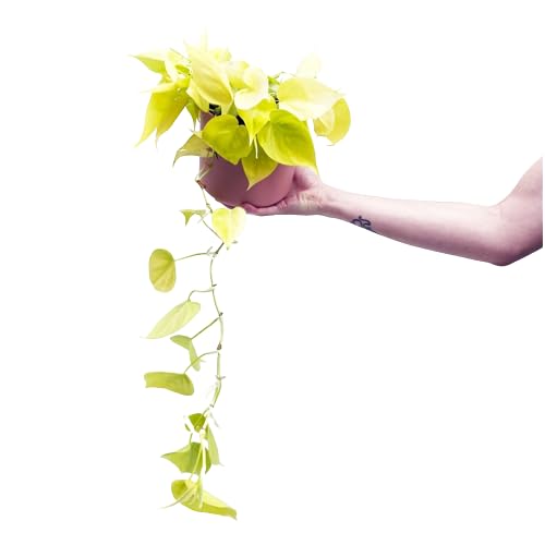 Potho Neón Natural una Planta Tapizante para Decorar con Estilo