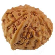 GemSapphire A1 Ganesh Rudraksha Original Indonesia Beads by Lab Certified