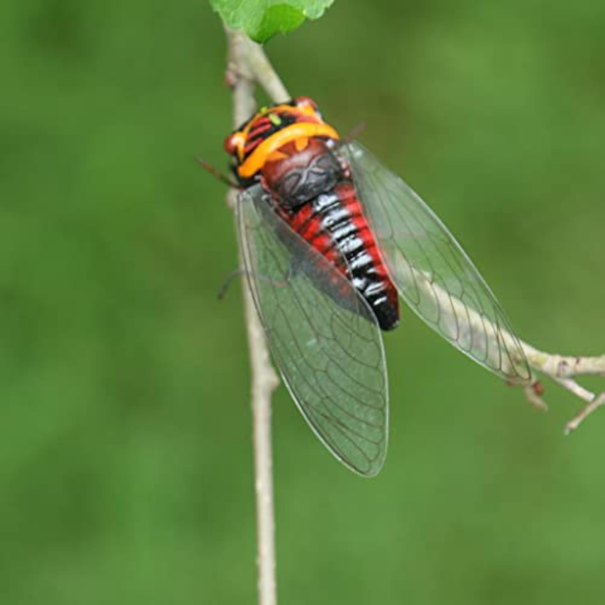 Realistic Insect Animal Pot Hanger, Garden Decor