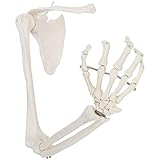 XiYou Pädagogische Puppen Lebensgroßer anatomischer Arm, menschliches Skelettarmmodell Beinhaltet alle Armknochen sowie Schlüsselbein und Schulterblatt