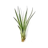 ragnaroc Air Plants - Tillandsia Fasciculata Tricolor, Large 4-6" - 1ct - Live Arrival Guaranteed - House Plants for Home Decor & Gift