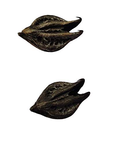 Bat Head Roots Seeds/Devil Pods Seeds Pack of 10