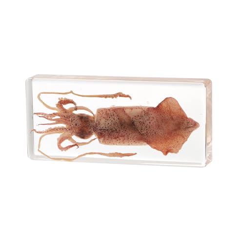 Taxidermy Squid, Real Squid Specimens Animal Specimen in Resin for Science Classroom Science Education, Great Gift for Fans of Taxidermy, Animal Skull, Oddities, Biology (5.5x2.5x0.7 Inch)