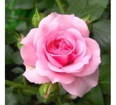 Image of Live Red Rose Plant in Black Pot, Fragrant Flowering Shrub, for Home Garden, Balcony, and Decoration, All Season Indoor Outdoor