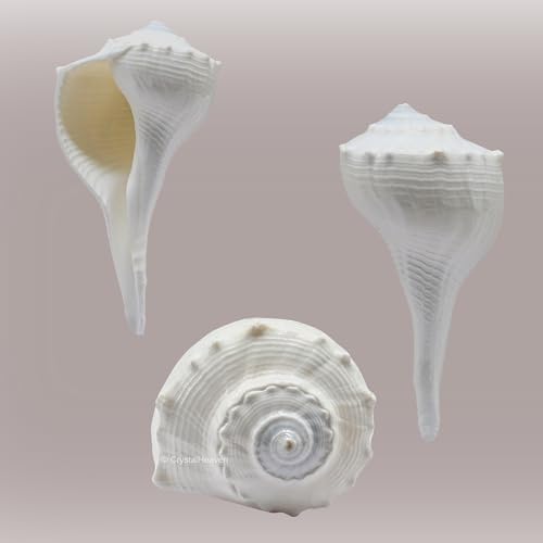 Image of Certified Dakshinavarti Shankh Original - 2 Inches Large Sankha for Puja Shell for Rituals and Decor - Authentic Dakshinavarti Shankh for Sacred Ceremonies Conch Sea Shell