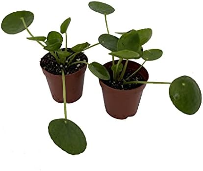 Hirt's Gardens Chinese Money Plant - Pilea peperomiodes - 2 Plant...