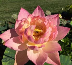 Ruckkuz - Lotus Live plant tubers Code 47 (pink apple) (B0BCGX72V4) Amazon Price History, Amazon Price Tracker