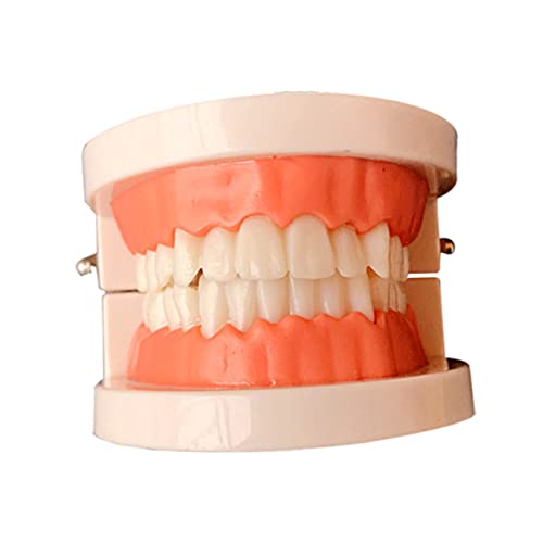 DRESSOOS 標準歯模型 教育用ブラッ モデル 実寸大 幼児向けオーラルケ