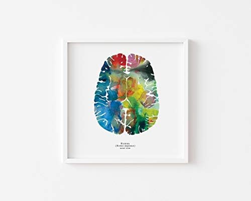 J. Sayuri Axial Human Brain Art - 12" x 12" Watercolor Print - Colorful Neurology, Neuroscience, Psychology Gifts - Signed Wall Decor (12" x 12")
