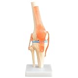 MedMod Scheletro Anatomico Modello Articolazione del Ginocchio Modello Didattico Grandezza Naturale Modello Anatomico del Ginocchio con Giunto Mobile