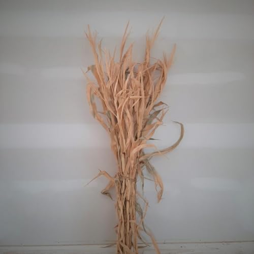 Dried Corn Stalk Bundle - Perfect for Fall and Halloween Decorating (1 Bundle, 48