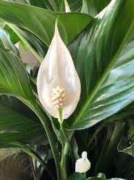 Image of Peace Lily Plant, Live Spathiphyllum,Air purifier Good Luck Plant Indoor Flowering Plant Large Green leaf (pack Of 1 with pot) zp 9
