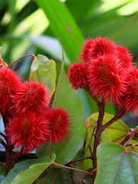 See full amazon price history chart for Sindur plant seeds,90% germination (10 seeds) Sindur plant seeds,90% germination (10 seeds) (B0CGM52DB5) Amazon Price History, Amazon Price Tracker