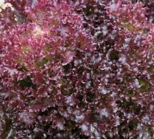 1600 Seeds Lettuce Lollo Rossa+4"Free Plant Label - NPWS