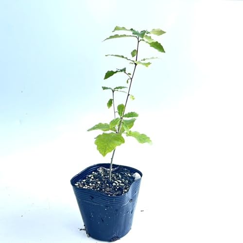 コナラ 樹高0.3m前後 10.5cmポット 【 単 品 】 こなら 小楢 苗 植木 苗木 庭 生垣 山林苗 目隠しのサムネイル