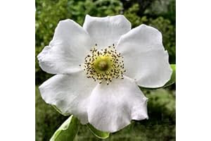Cherokee Rose Plant: Flourishing Abundance From Rosa Laevigata Seeds