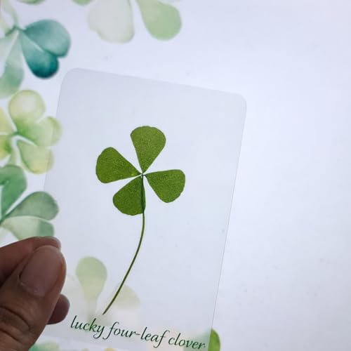 Image of Real Four-Leaf Clover Card (pack of 1) - Laminated Pressed Leaves, Waterproof Preservation, Good Luck charm, perfect gift, Lucky key chain, bag charm, | Free 'clover necklace' gift inside ! |