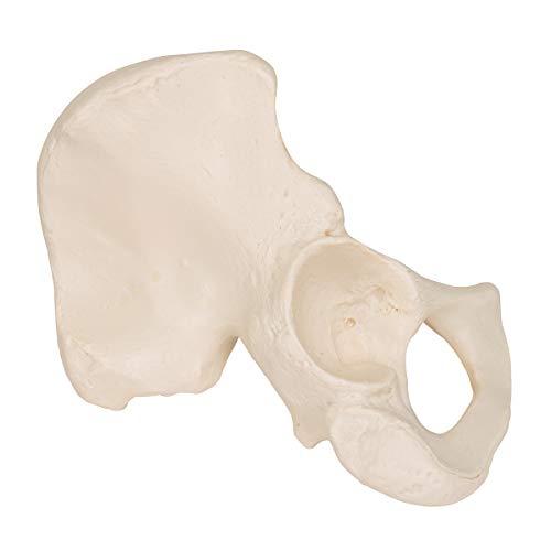 3B Scientific A35/5L Left Hip Bone Model