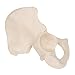 3B Scientific A35/5L Left Hip Bone Model