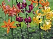 Lilium Martagon 'Painted Ladies' 10 semi, (miscela) Giglio martagone, martagone