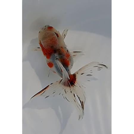 Amazon 国産金魚 東錦 当歳 安心サイズ 5匹セット 全長約1 1 5cm前後 生体0527 なまず園 観賞魚 水中生物 通販 Amazon 国産金魚 東錦 当歳 安心サイズ 5匹セット 全長約1 1 5cm前後 生体0527 なまず園 観賞魚 水中生物 通販