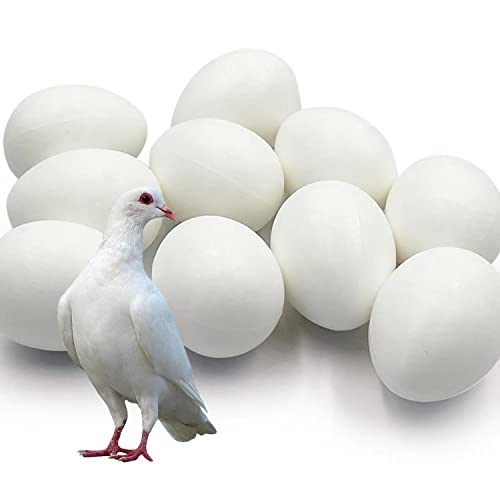 Ecjiuyi 10pcs Solid Plastic Pigeon Eggs Fake Eggs for Racing Pigeons Hatching Supplies