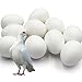Ecjiuyi 10pcs Solid Plastic Pigeon Eggs Fake Eggs for Racing Pigeons Hatching Supplies