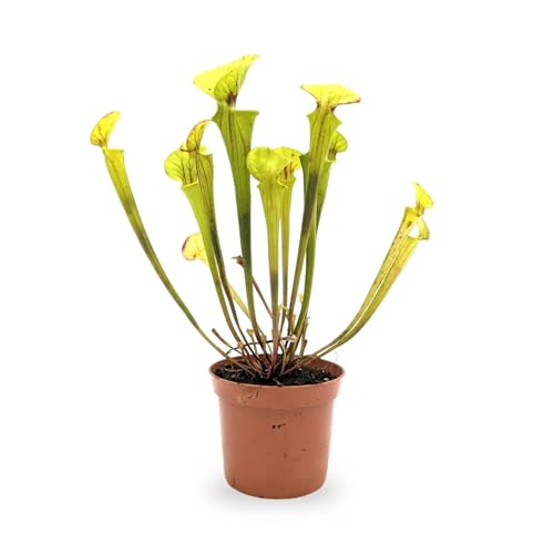 Sarracenia | North American Pitcher Plant Sarracenia leucophylla Hybrid | 8.5cm