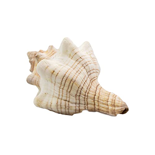 NW Wholesaler Unique Natural Shells - 4-5