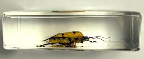 Image of 2.9 inch Real Man-Faced Stink Bug in Crystal Clear Lucite Resin Specimen Preserved Catacanthus Incarnatus Insect Bugs Taxidermy Collection for Biology Science Education & Desk Ornament Display Supplies