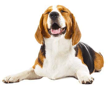 Ceva ADAPTIL Chews für Hunde | Doppelpack | 2 x 30 Kautabletten | Ergänzungsfuttermittel für Hunde das in Stresssituationen unterstützend wirken kann | Kautabletten im Blister