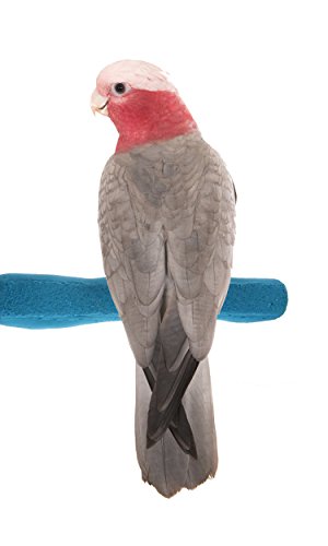 Sweet Feet and Beak Comfort Grip Safety Perch for Bird Cages - Pedicure Perch for Birds to Keep Nails and Beaks in Top Condition - Safe Easy to Install Bird Cage Accessories - M 8.5'