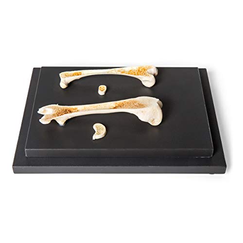Image of 3B Scientific GmbH T30053 Comparison of Bird and Mammal Bones