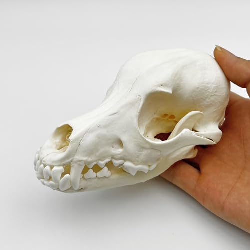 Image of Taxidermy Real Animals Skull Decor - Model Animals Bones Specimen,Taxidermy Supplies for Science Education,Collection (Dog)