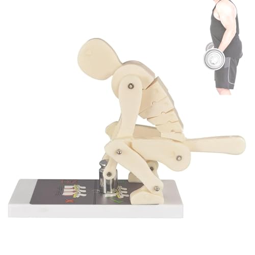 Modelo Pro Correct Lifting para demostración de postura correcta en ejercicios y levantamiento de cargas, con base, entrenador interactivo de postura corporal y columna lumbar para biomecánica y anatomía miniatura 1